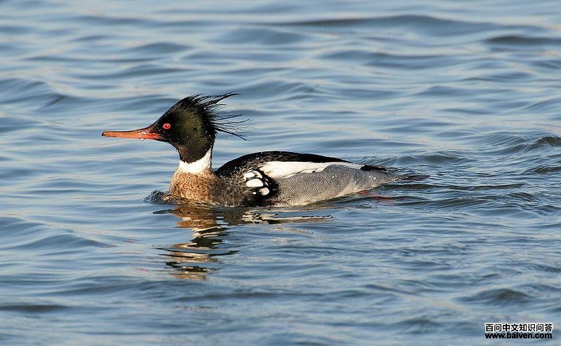 红胸秋沙鸭 红胸秋沙鸭的图片