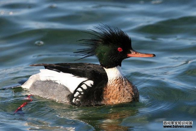 ������ɳѼ������