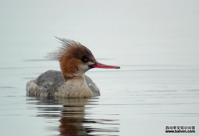 ������ɳѼ������