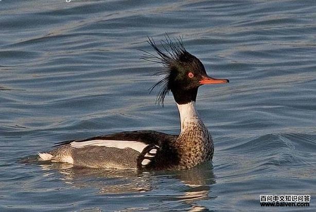 ������ɳѼ