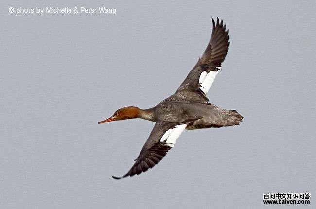 ������ɳѼ