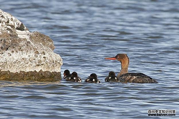 ������ɳѼ����