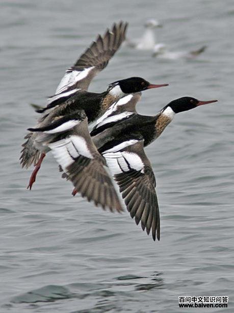 ������ɳѼ