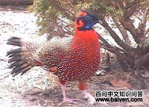 ���ؽ���