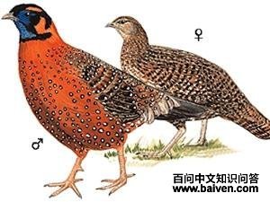 ���ؽ���