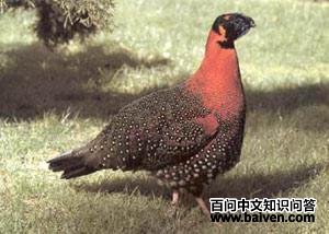 ���ؽ���