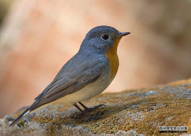 ���ؼ��l��ͼƬ