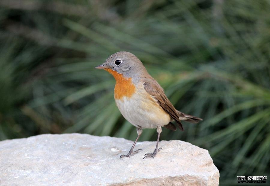 ���ؼ��l���������ڱ���