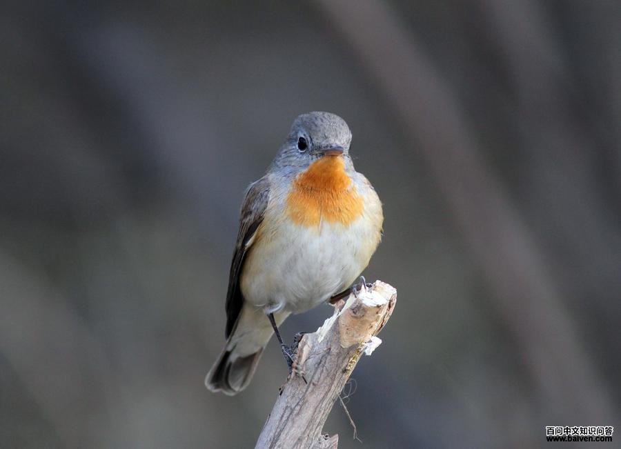 ���ؼ��l���������ڱ���