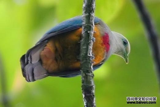 红胸皇鸠 红胸皇鸠的图片