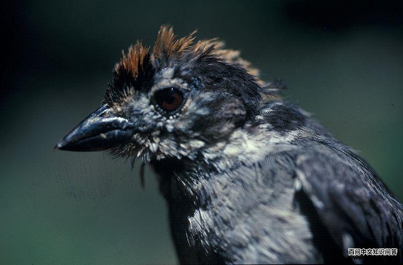 白翅薮雀 白翅薮雀的图片