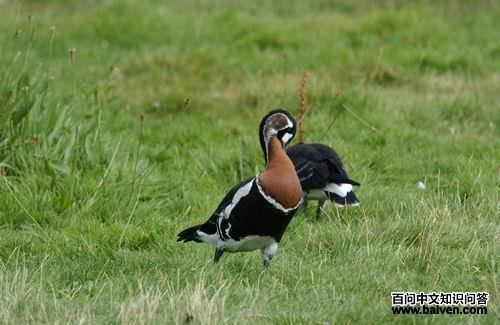 ���غ���