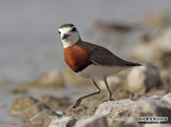 �����a��ͼƬ