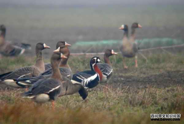 ���غ���