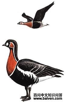 ���غ���