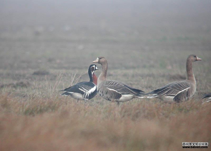 ���غ���