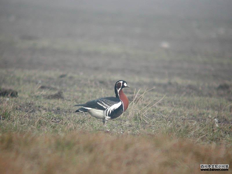 ���غ���