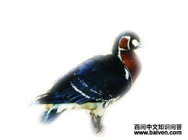 ���غ���