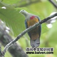 红胸果鸠 红胸果鸠的图片