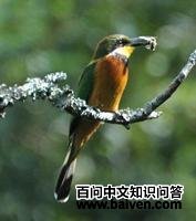 红胸蜂虎 红胸蜂虎的图片