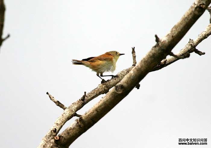 ��в���ݺ��ͼƬ