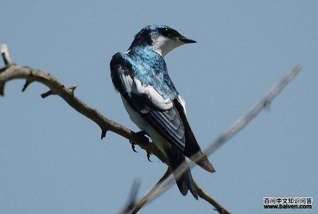 �׳�����