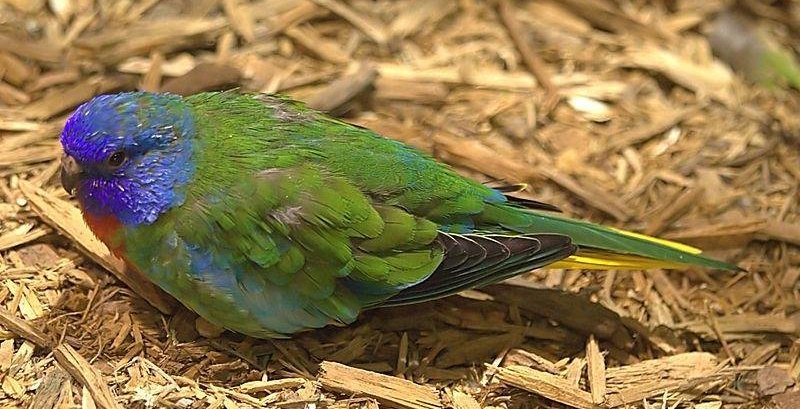 红胁鹦鹉 红胁鹦鹉的图片