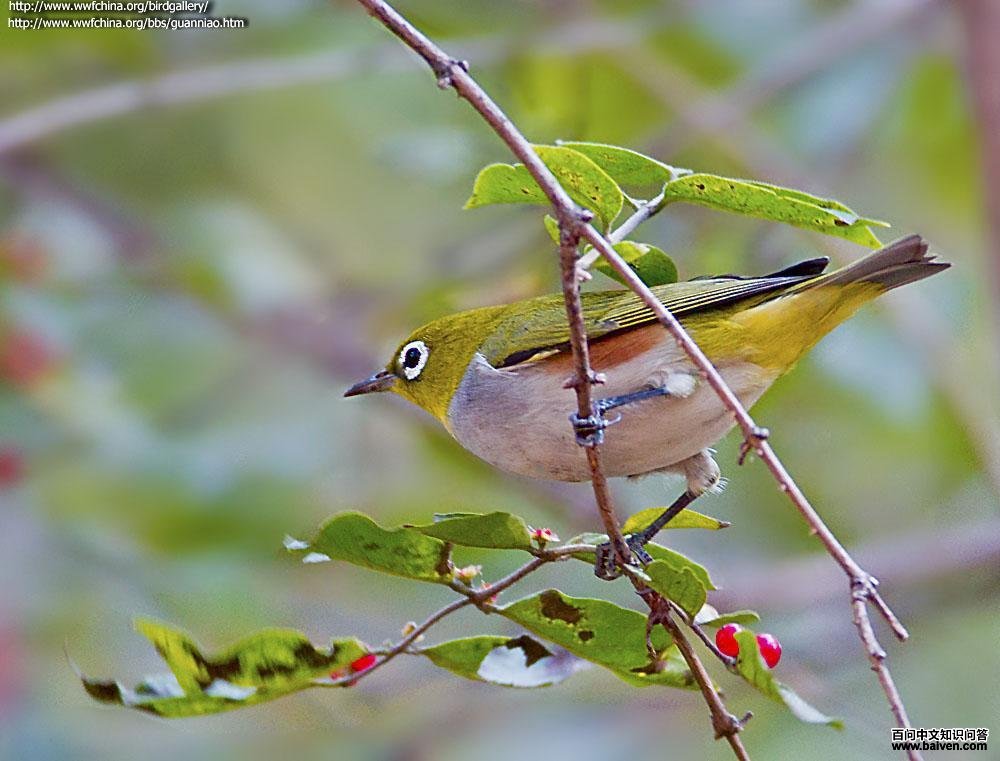 ��в������