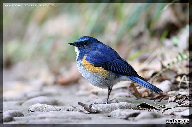 ��ü��𶣨��в��β���������rufilatus��������