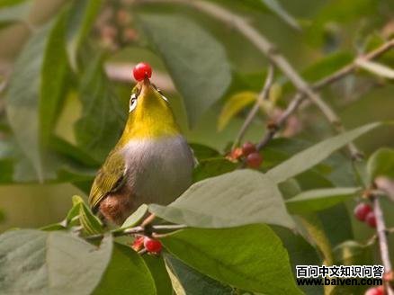 ��в������