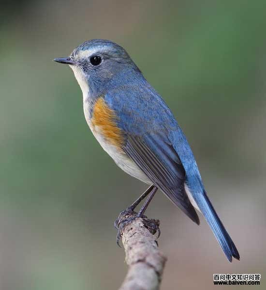 ��в��β��ͼƬ