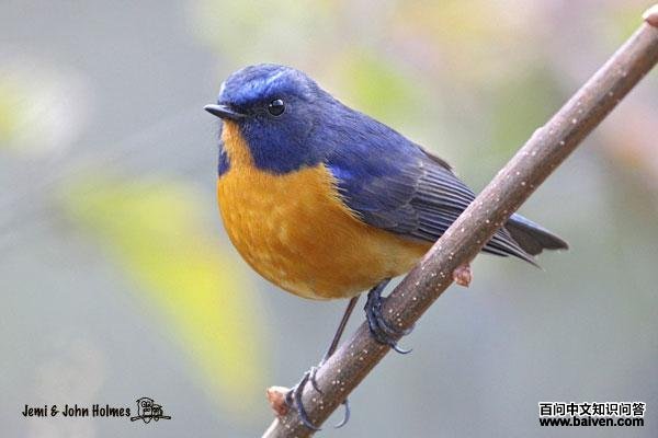 �ظ���𶣺����