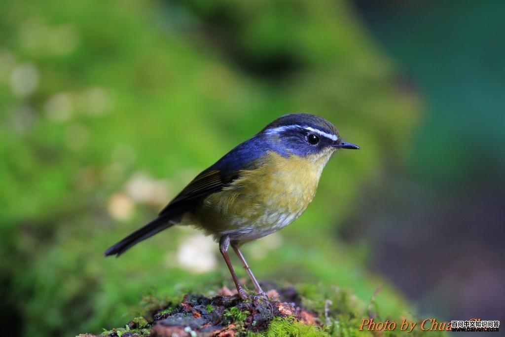 ��ü��𶣺��������chchen888��