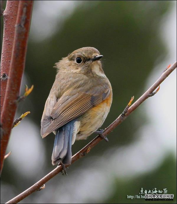 ��в��β𶣬����