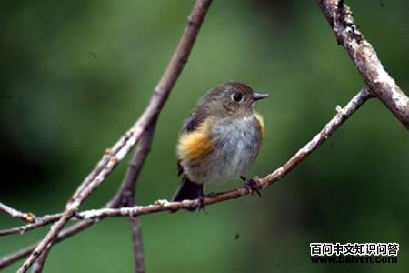 ��в��β𶣬����