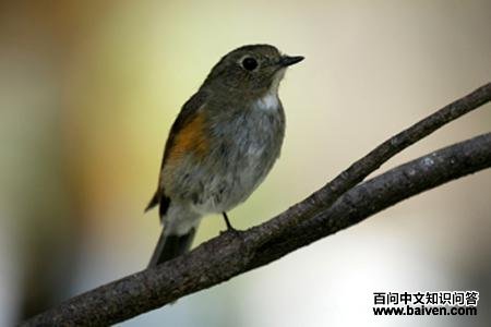 ��в��β𶣬����