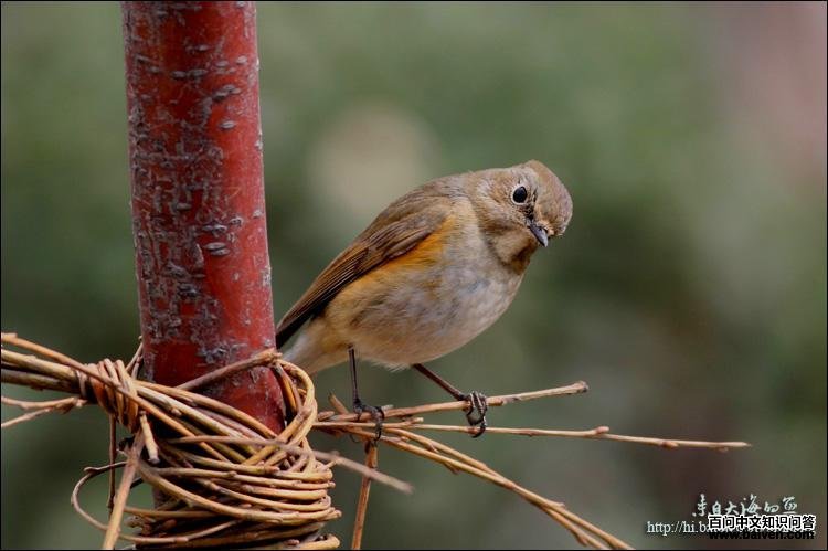 ��в��β𶣬����