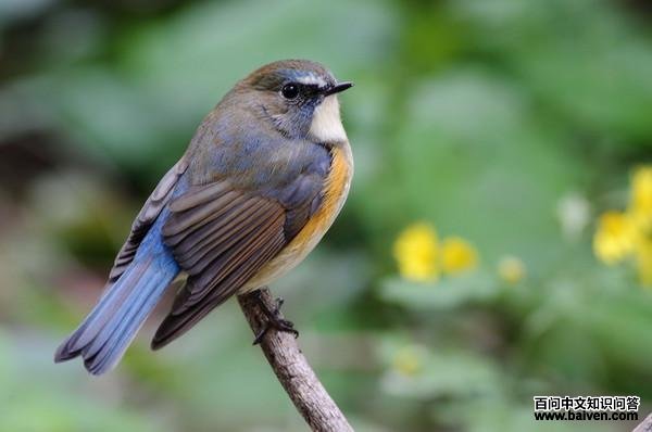 ��в��β𶣬����