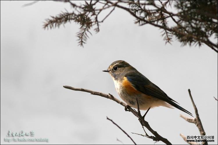 ��в��β𶣬����