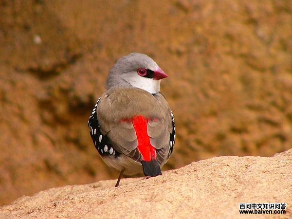 ��в��βȸ��ͼƬ