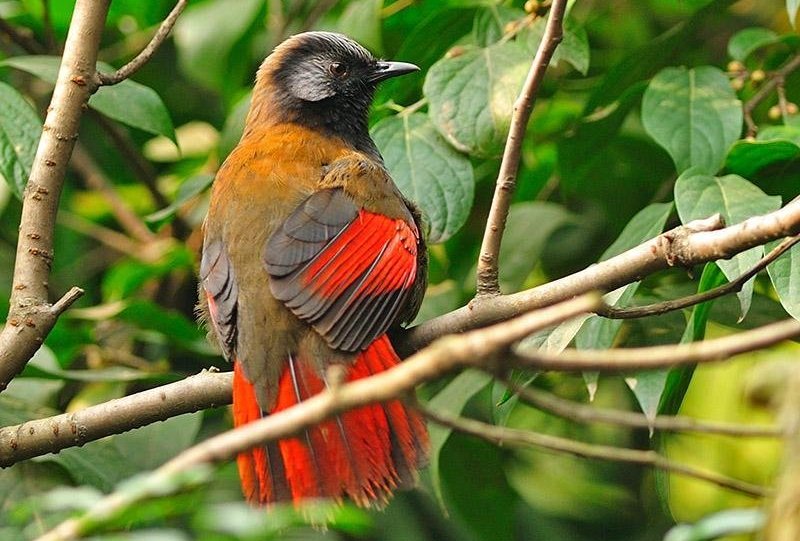 ��ɫ���̡����ߣ��ϴ档2011��11�¡�