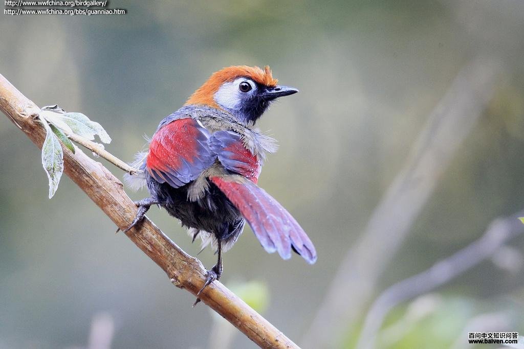 ��β����