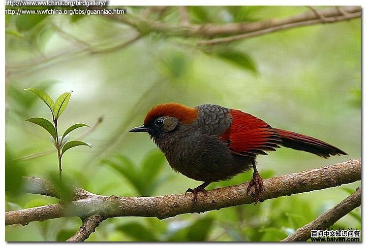 ��β����