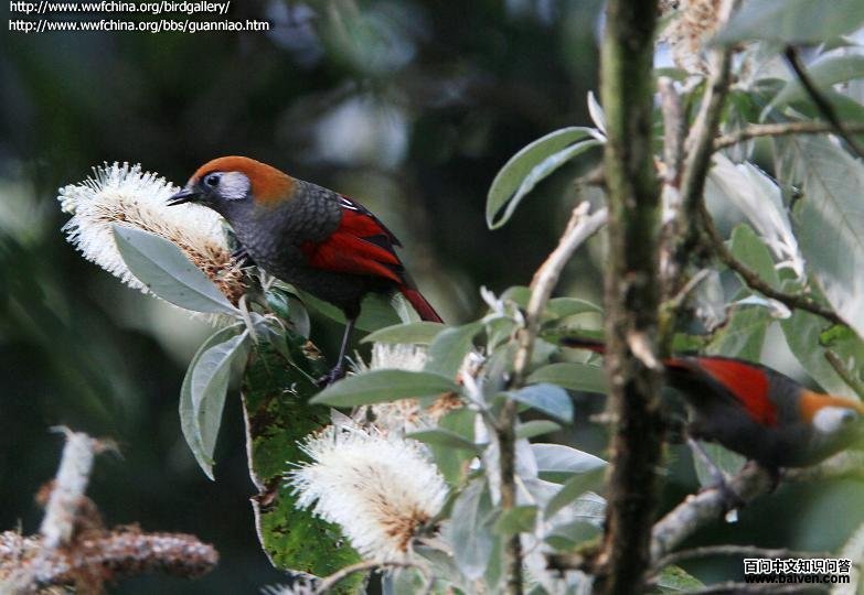 ��β����