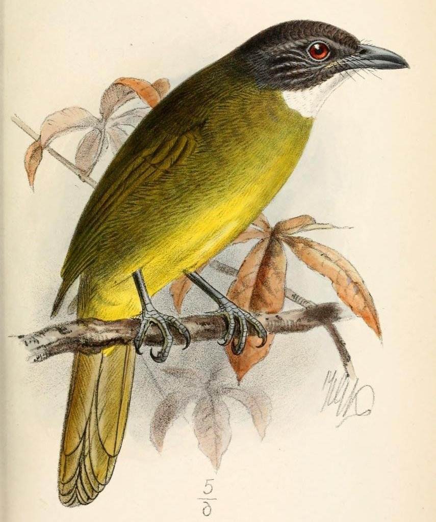 红尾须冠鹎 红尾须冠鹎的图片