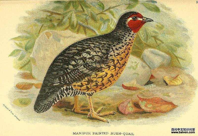 ����ķ���ȵ�ͼƬ