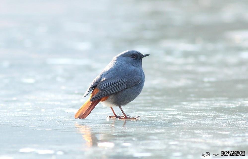 ��βˮ��ͼƬ