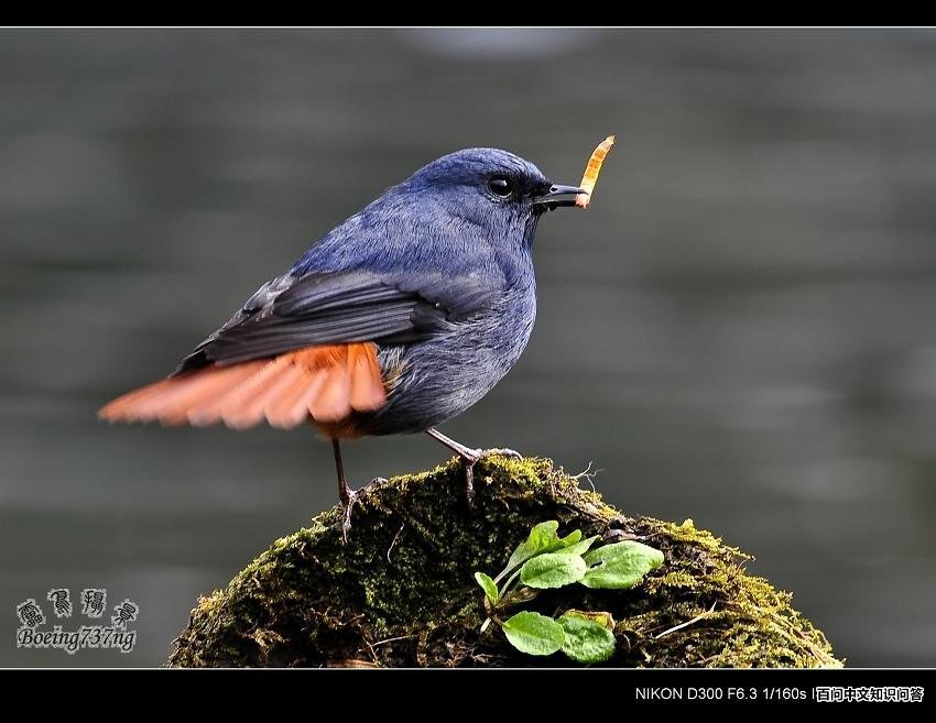 ��βˮ�������Ӱ�人����