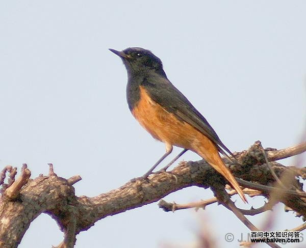 红尾鸲属 红尾鸲属的图片