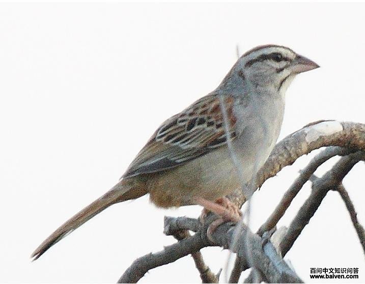 红尾猛雀鹀 红尾猛雀鹀的图片